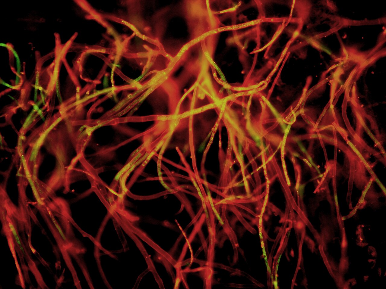 Mycelium